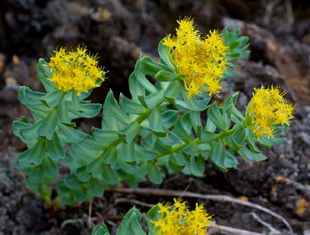 First Ground Breaking Study Shows How Rhodiola Rosea Protects People From Viral Infections