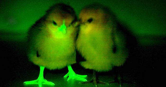 Genetically-modified “Glow” Chicken