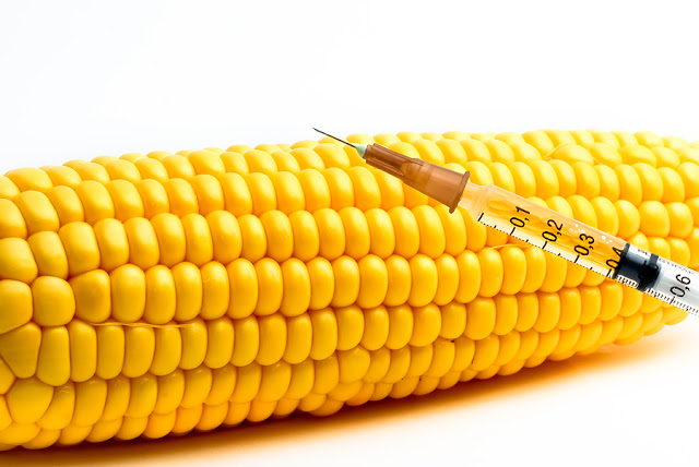 Latvia and Greece Ban Monsanto’s GM Corn as U.S. and Mexico Cave to Biotech