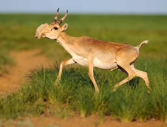 60,000 Antelope Dropped Dead in 4 Days and Nobody Knows Why