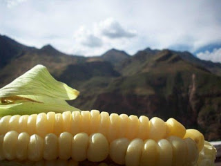 EPA May Set Limits on the Amount of GMO Corn Grown in US