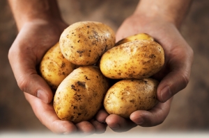 South Africa Ministry Appeals Board Rejects GM Potatoes