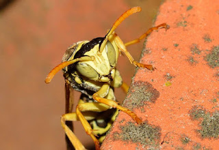 Brazilian Wasp Venom Found To Kill Cancer Cells Without Harming Healthy Cells