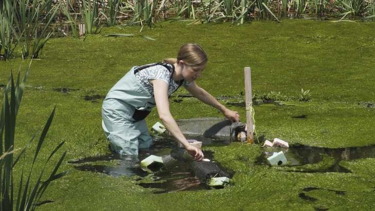 Heather Gall wades into a pond at Penn State’s Living Filter to gather tadpoles from mesh enclosures. Credit: Tom Flach