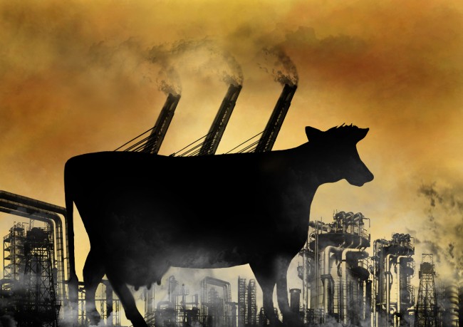The Battle Against Cow Farts: How Will That Affect Consumers’ Health?