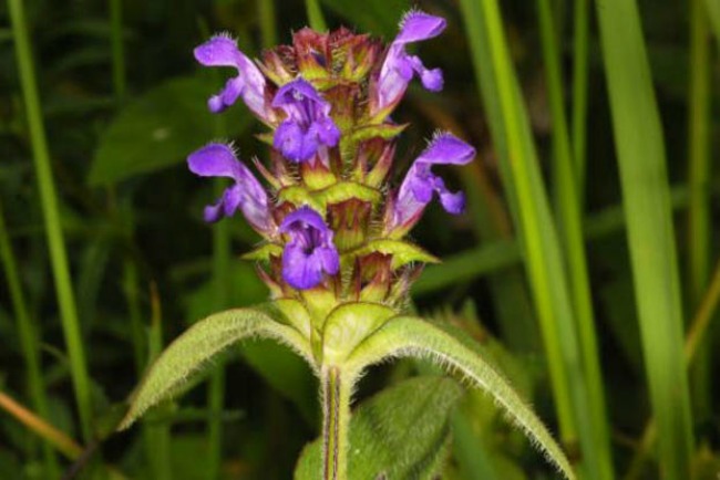 Self Heal Herb Used For Centuries For About Every Ailment Known To Man