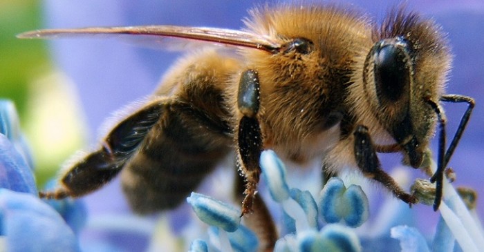Proof the USDA Would Rather Protect Pesticide Makers than Save the Bees