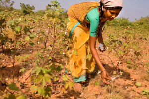 Indian cotton farmers have long struggled for myriad reasons, but pesticide resistance seems to have become a common trend. 
