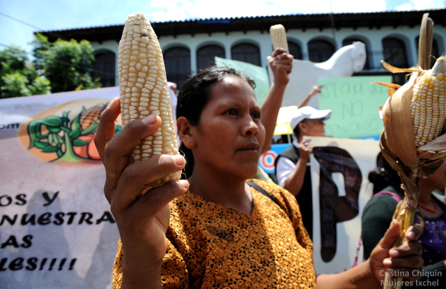 Indigenous Mayans Win Stunning Repeal of Hated “Monsanto Law”