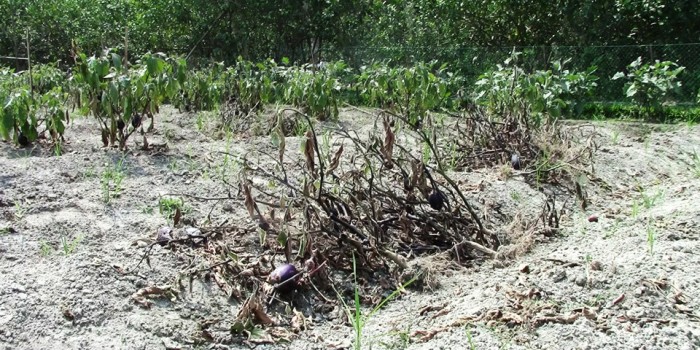 GMO Eggplant on “Life Support” in Bangladesh