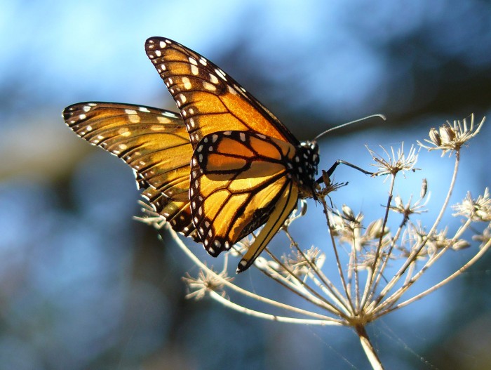 Harmful Pesticides Found in Western Monarch Butterfly Breeding Ground
