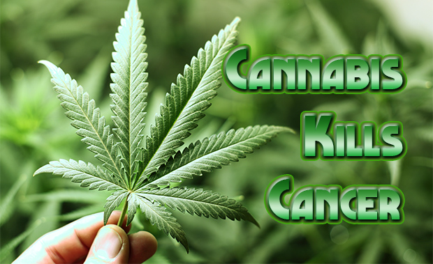 Cannabis and the war on cancer