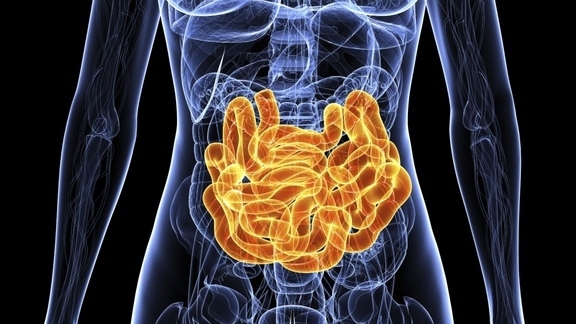 How Do You Know When You’re Full? Your Gut Bacteria Decide