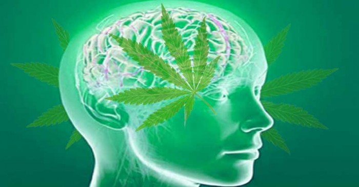 Revolutionary Study Shows Cannabis Protects Traumatized Brains and Helps them Heal