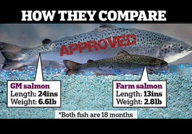 Canadians Are Unknowingly Eating GM Salmon