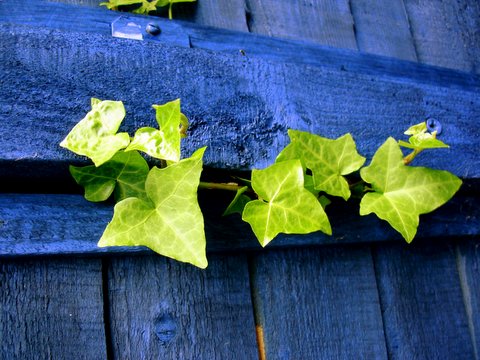 5 Plants That Will Absorb Dangerous Airborne Chemicals