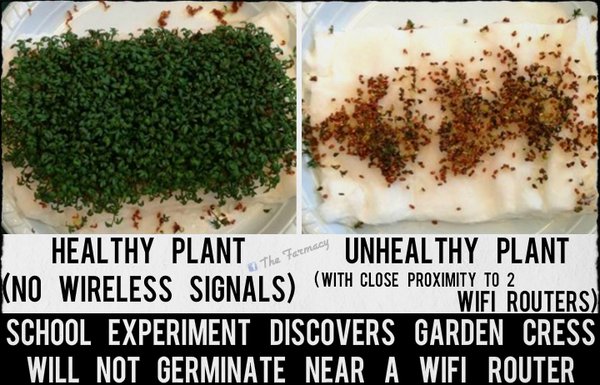 Cell Tower Radiation Prevents Garden Cress Seed Germination in Danish Experiment