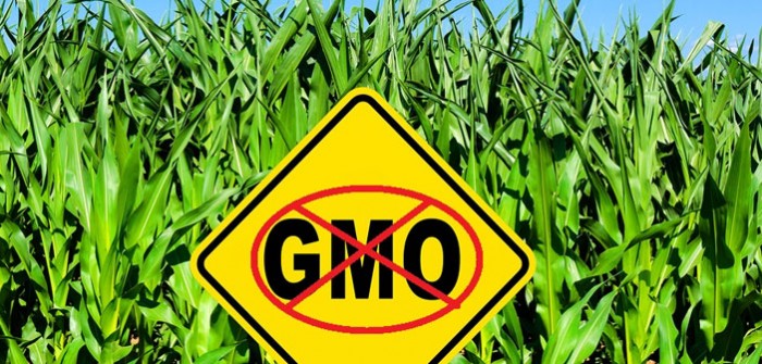 Venezuela Bans GMOs and Prohibits Seed Patenting