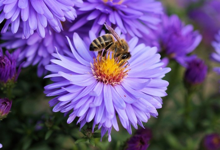 Create a Bee Friendly Garden and Help Save the Bees: Our Survival Depends On It
