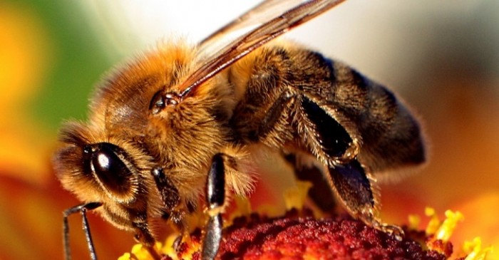 VICTORY! Pesticide Giant Will Stop Selling Insecticide Linked to Bee Deaths