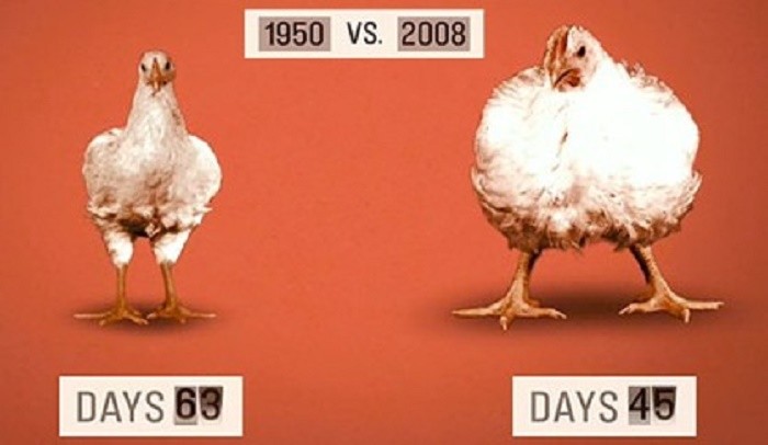 6 Horrifying Facts about Chickens: A Wake-Up Call for the Meat Industry