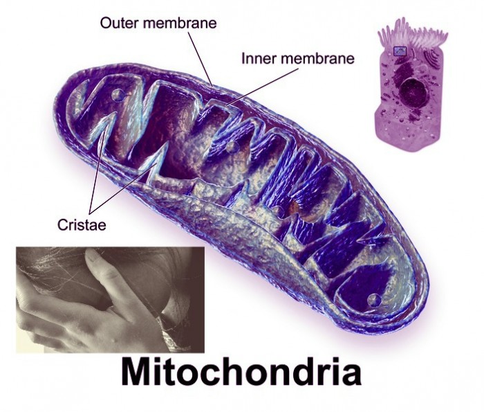 Can Mitochondria Determine How You Respond to Stress?