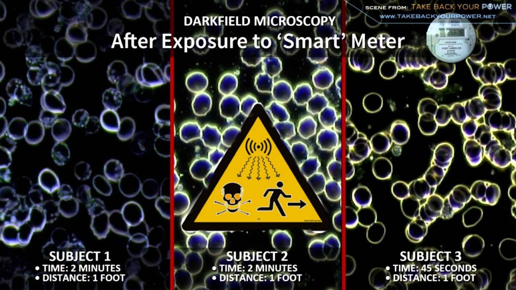 effects of light exposure on germination effects of light exposure on germination