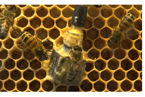 vibrating bees