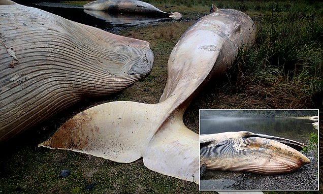 337 Dead Whales In Chile Is Worst Case Of Mass Deaths So Far