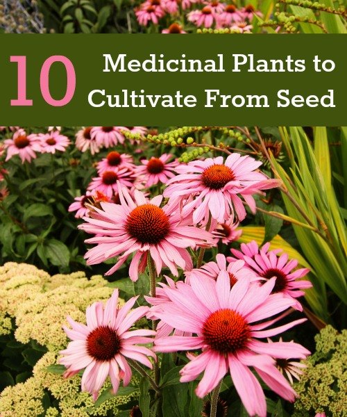 10 Useful Medicinal Plants To Cultivate From Seeds
