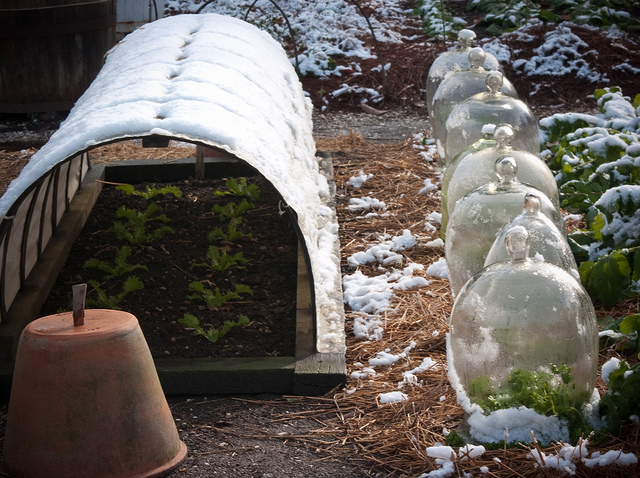 Cloches and Polytunnel