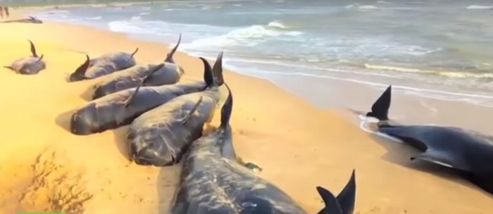 Over 80 Whales Beached Themselves In India And No One Knows Why