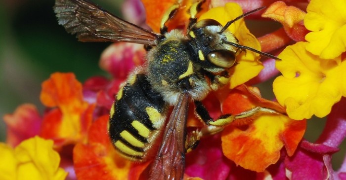 EPA Releases Study on Pesticides Killing Bees, Gets Sued Immediately by Beekeepers
