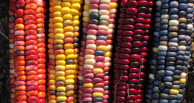59 Indigenous Corn Varieties at Risk as Monsanto Eyes Mexico