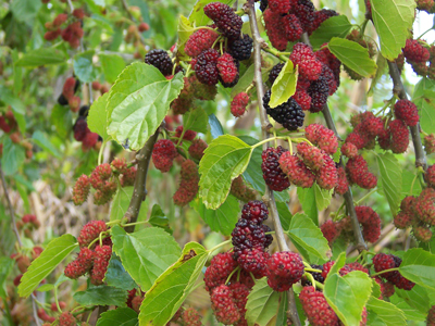 Mulberry-fruits