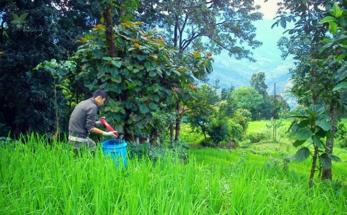 Sikkim Becomes India’s First 100% Organic State