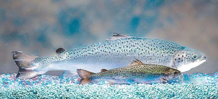 Canadian Federal Court Approves Production Of AquaBounty’s GM Salmon