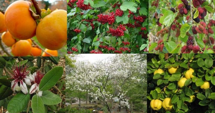 10 Beautiful and Unusual Edible Trees and Shrubs to Transform Yards into a Raw Food Paradise