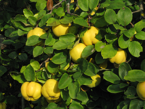 fruiting-quince-1