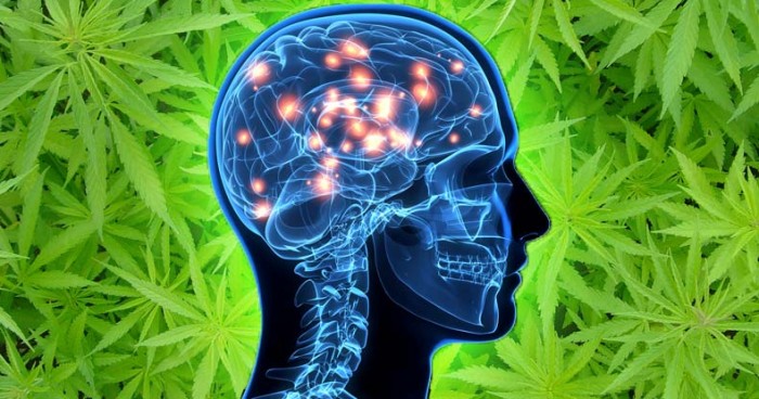 New Study Shows Cannabis to be an Effective Treatment for the 6th Leading Cause of Death in US