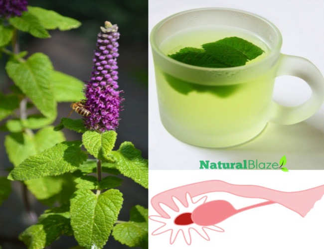 Spearmint Tea Shown to Have Positive Effect On Polycystic Ovarian Syndrome