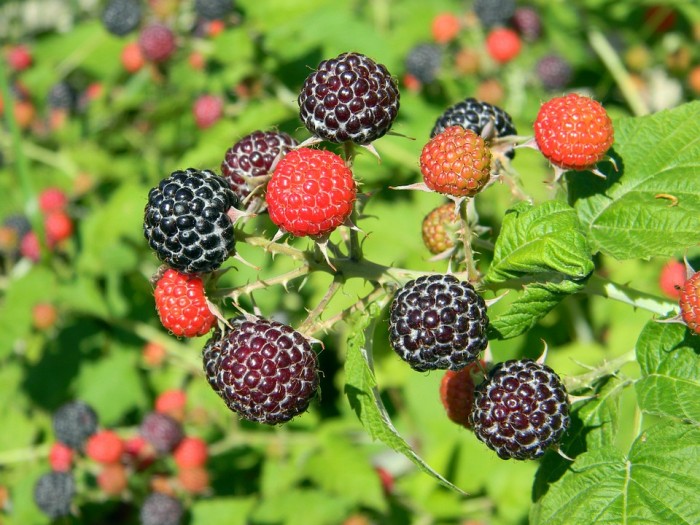 Study Shows Black Raspberries One Of The Best Antioxidant Fruits In The World