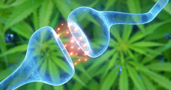 Cannabinoids Relieve Pain and Improve Symptoms in Mice with Endometriosis