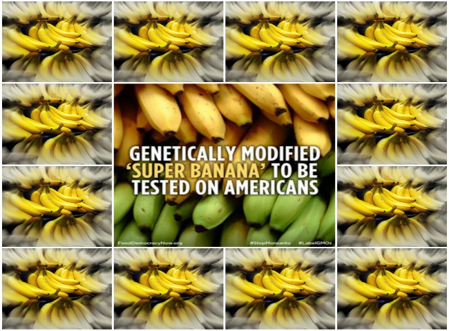 Over 57,000 Express Concern with Human Feeding Trials of GMO Bananas