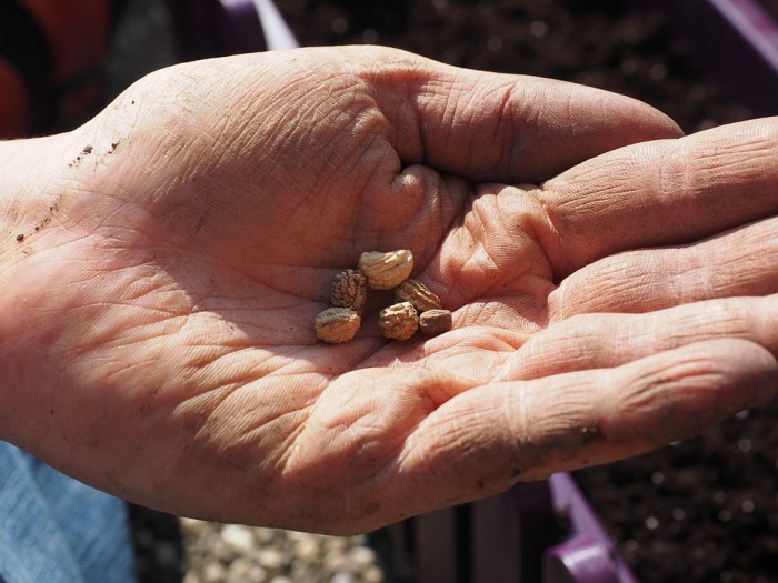 How to Save Seeds from 10 Vegetables in Your Garden