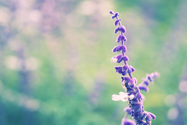The Best Way to Grow Lavender in Your Garden