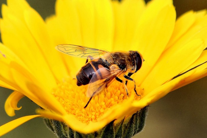 France Approves Plan To Completely Ban Bee-Killing Pesticide