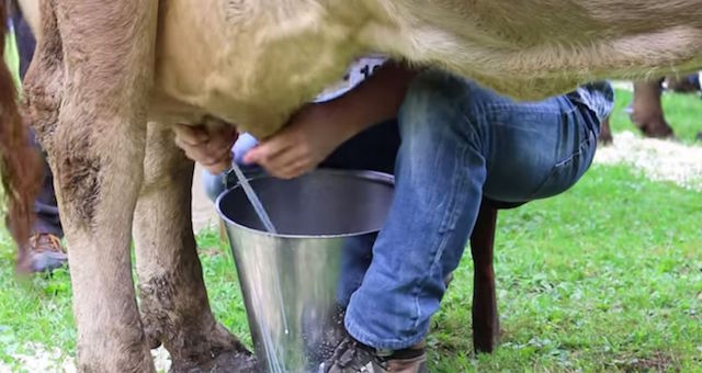 Milk Wars Battle On: Farmer’s Raw Milk Versus Big Dairy’s Pasteurized