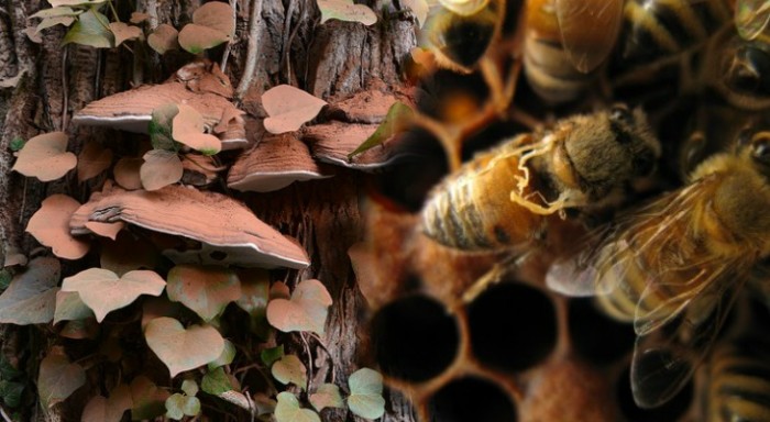 Mushroom Beehives Could Be The Solution To Colony Collapse