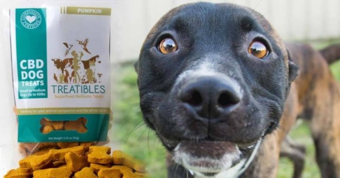 Cannabis Treats For Dogs Can Help Overcome Seizures, Pain, And Even Cancer